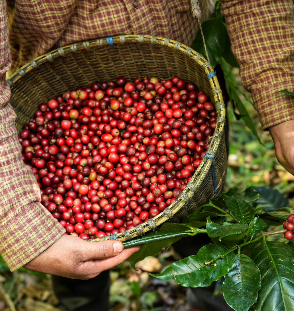Nông dân Đắk Lắk