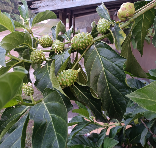 Trái nhàu tăng cường miễn dịch