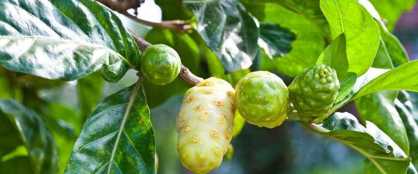 Trái nhàu ổn định huyết áp