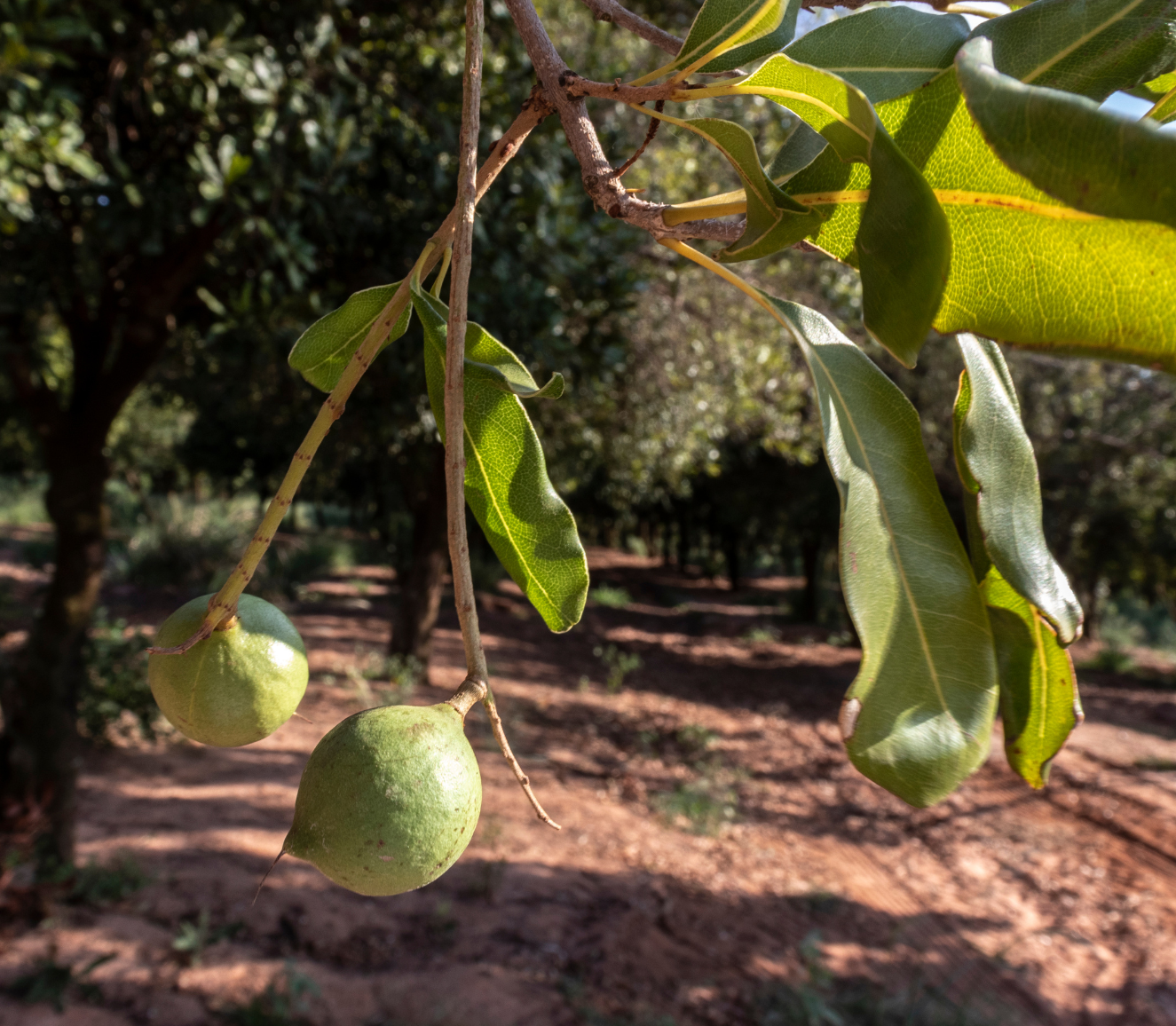 Cà phê cherry